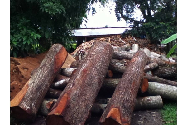 Galeria de imagenes de Aserradero Maderas Coconá