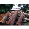 Galeria de imagenes de Aserradero Maderas Coconá