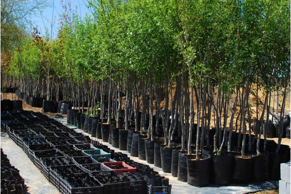 Galeria de imagenes de Vivero Huertas Encinos