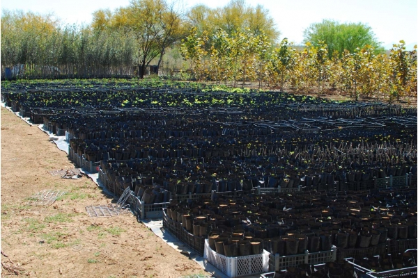 Galeria de imagenes de Vivero Huertas Encinos
